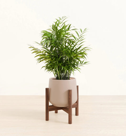 Bamboo Palm