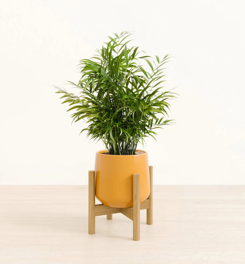Bamboo Palm