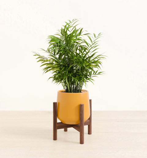 Bamboo Palm