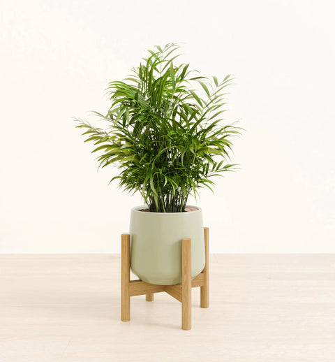 Bamboo Palm