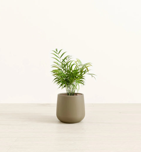 Bamboo Palm