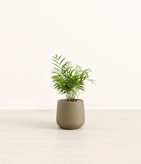 Parlour Palm