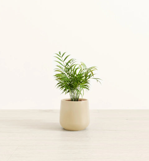 Bamboo Palm