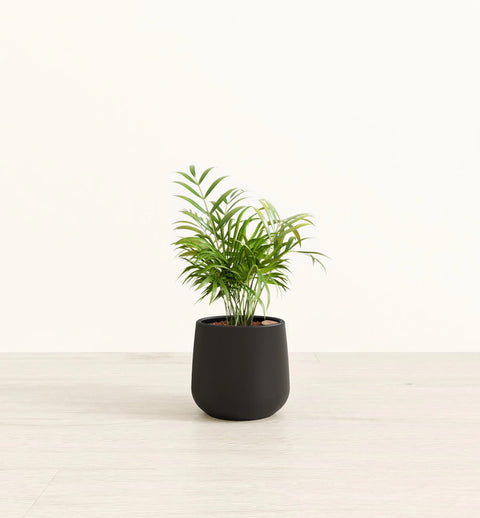 Bamboo Palm