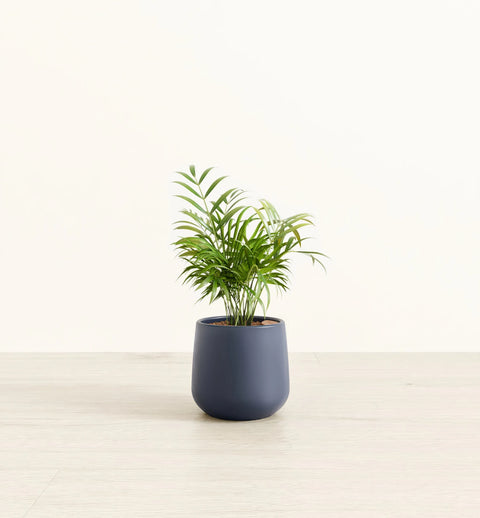 Bamboo Palm