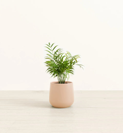 Bamboo Palm