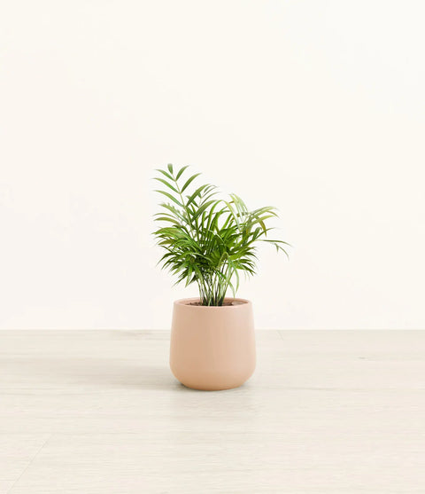 Parlour Palm