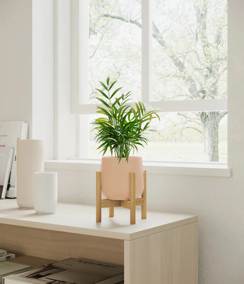 Parlour Palm