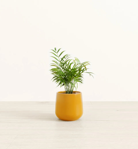 Bamboo Palm