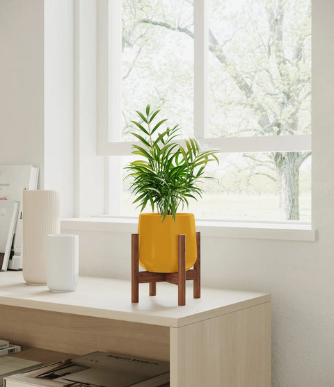 Parlour Palm