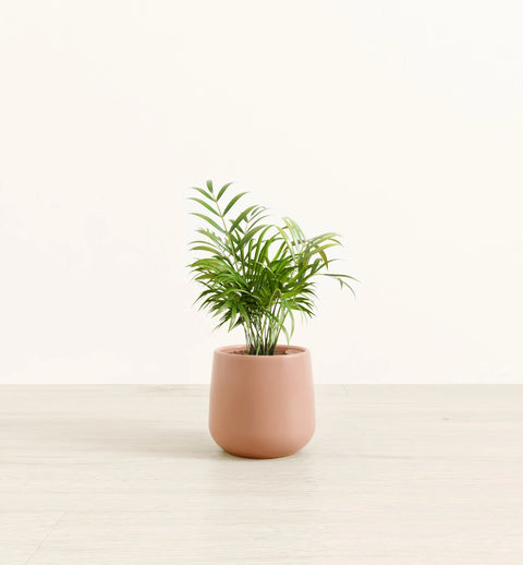 Bamboo Palm