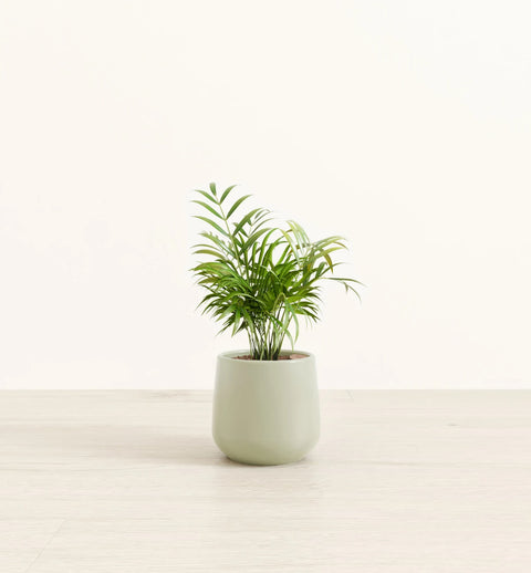Bamboo Palm