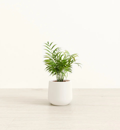 Bamboo Palm