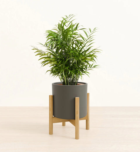 Bamboo Palm