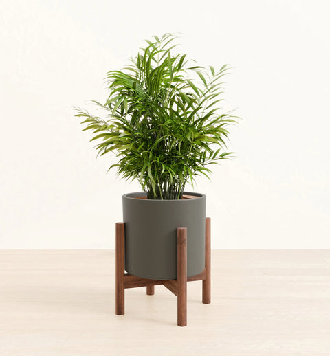Bamboo Palm