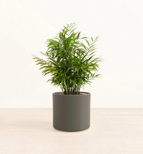 Bamboo Palm