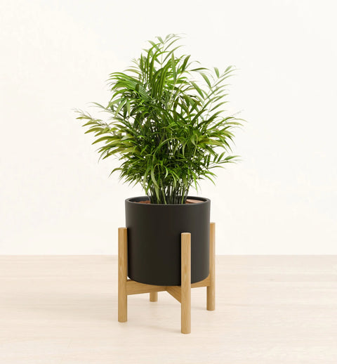 Bamboo Palm