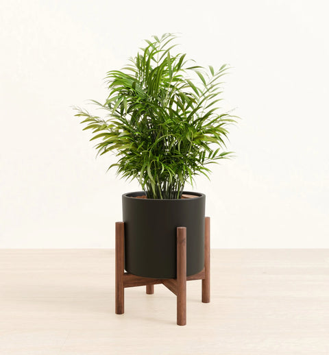 Bamboo Palm