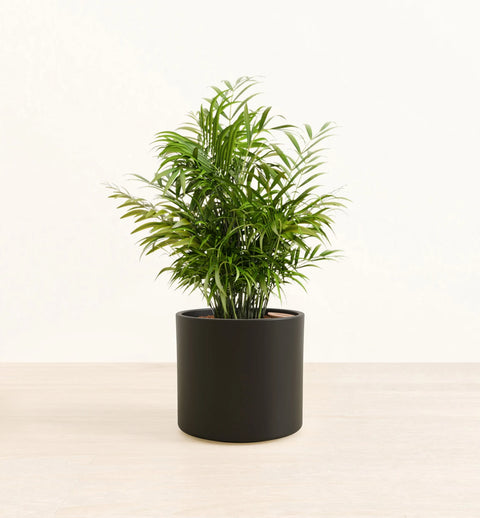 Bamboo Palm