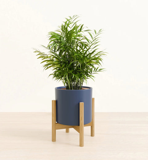 Bamboo Palm