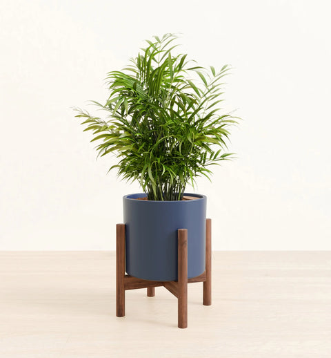 Bamboo Palm