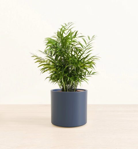 Bamboo Palm
