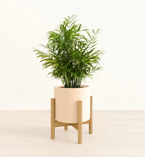 Bamboo Palm