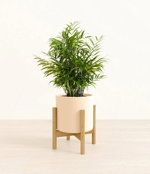 Parlour Palm