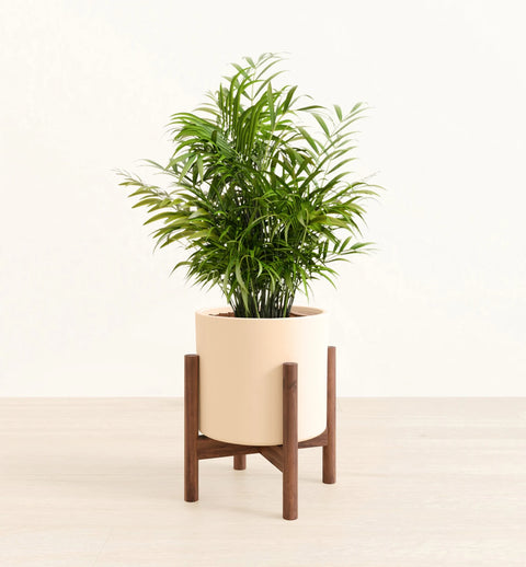 Bamboo Palm