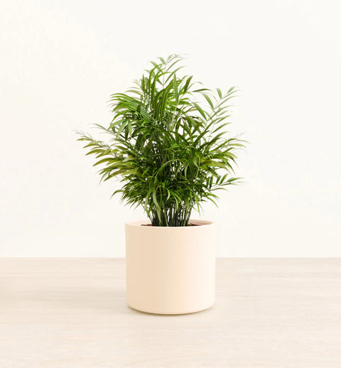 Bamboo Palm