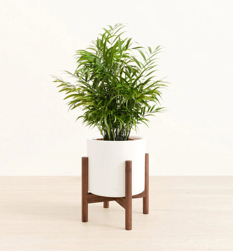 Bamboo Palm