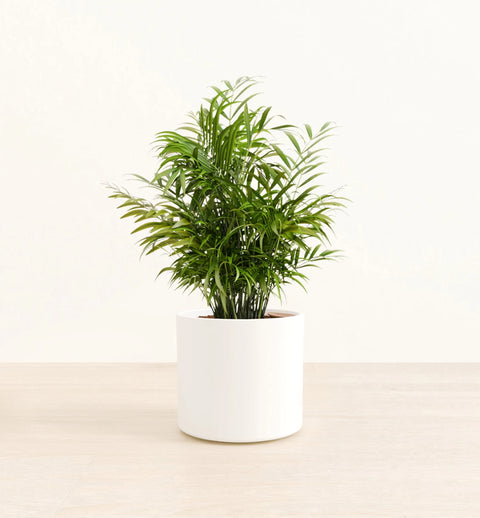 Bamboo Palm