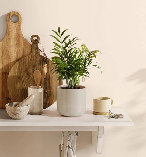 Bamboo Palm