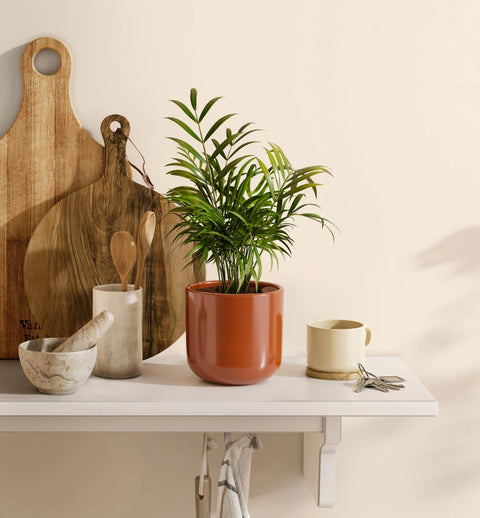 Bamboo Palm