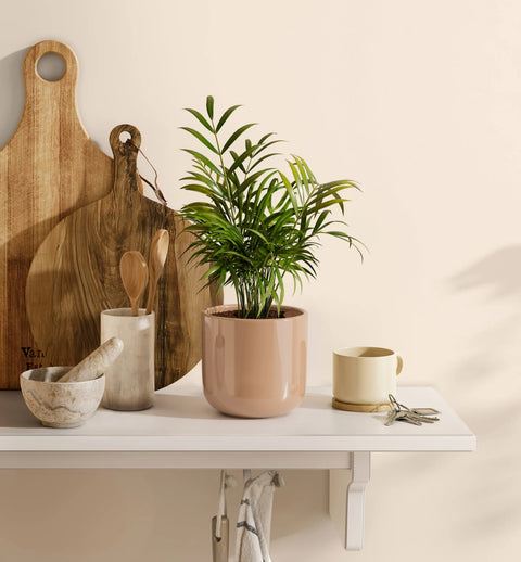 Bamboo Palm