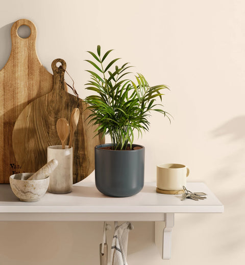 Bamboo Palm