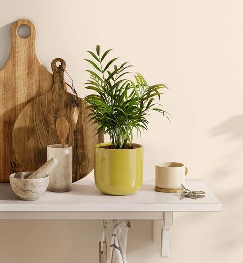 Bamboo Palm