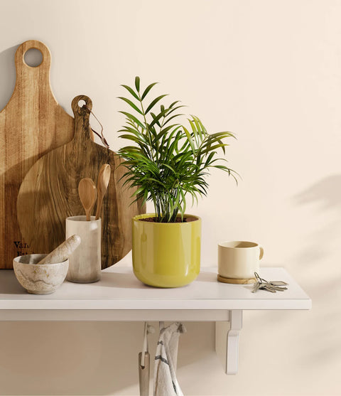 Parlour Palm