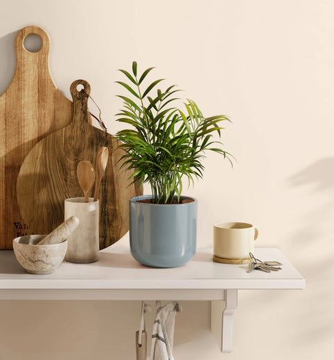 Bamboo Palm
