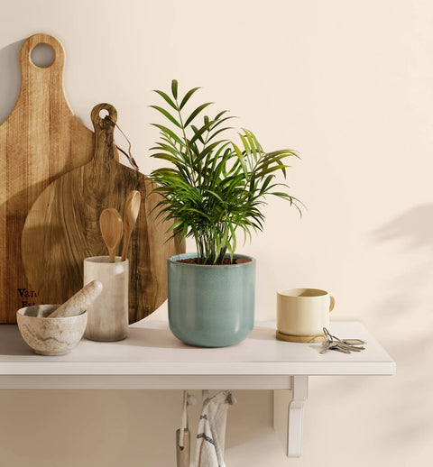 Bamboo Palm
