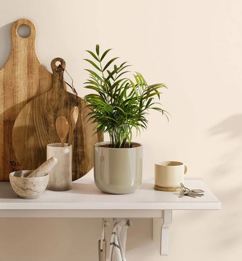 Bamboo Palm