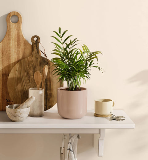 Bamboo Palm