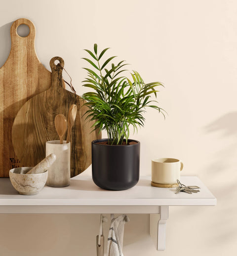 Bamboo Palm