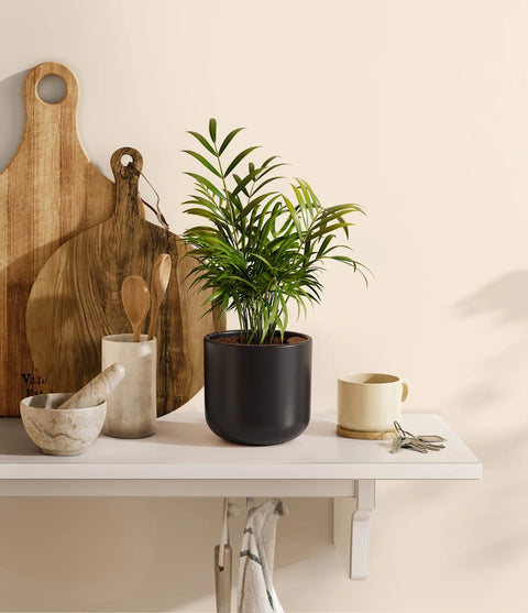 Parlour Palm