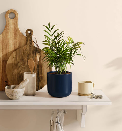 Bamboo Palm