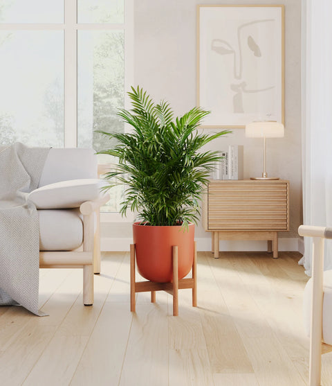 Parlour Palm
