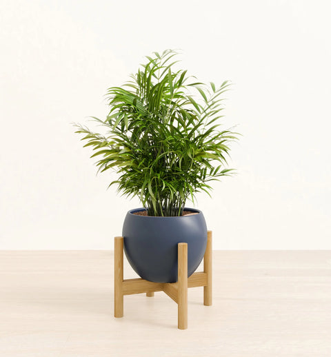 Bamboo Palm