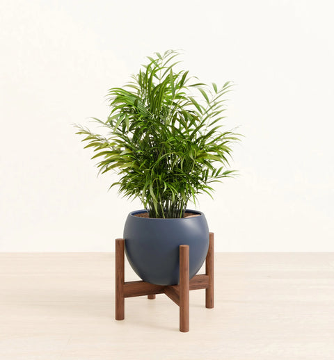 Bamboo Palm