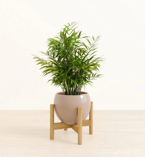 Bamboo Palm