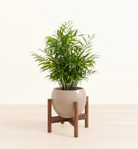 Bamboo Palm